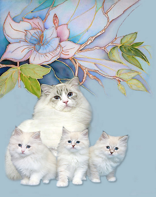 Невский Маскарадный котенок. Невские Маскарадные кошки, коты и котята, питомник 
